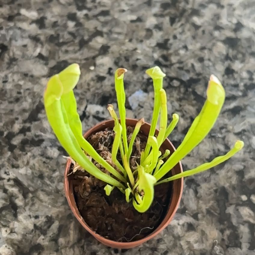 Photo of the plant species Yellow Trumpets by @AlternateJade1 named Madonna on Greg, the plant care app
