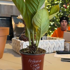 Photo of the plant species Anthurium Cobra by @ChicAgboy38 named Harper on Greg, the plant care app