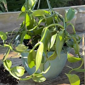 Photo of the plant species vanilla orchid by @FacileCorn49 named Achilles on Greg, the plant care app