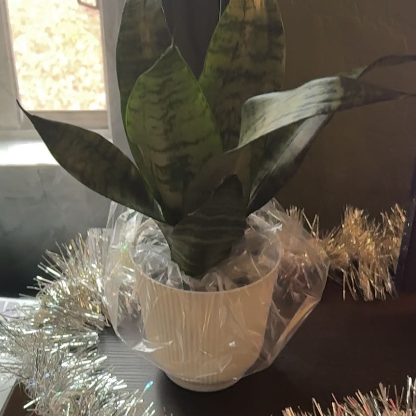 Photo of the plant species Sansevieria zeylanica by @PrinceAvocado91 named Navajo on Greg, the plant care app
