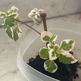 Photo of the plant species Hemizygia candy kisses by @SmartMangeao35 named Sir Plancelot on Greg, the plant care app