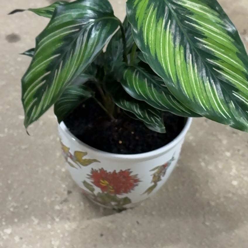 Photo of the plant species Calathea Sanderiana by Brie named Gobi on Greg, the plant care app