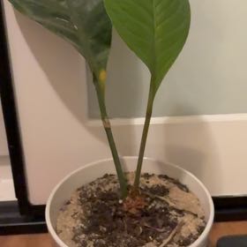 Photo of the plant species Bird Nest Anthurium by Brie named Hemingway on Greg, the plant care app