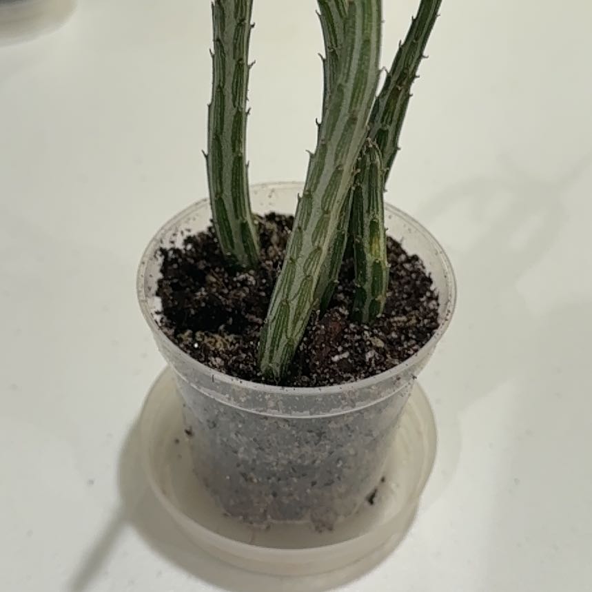 Photo of the plant species Candelilla by @TopdogAnacua24 named Stephanie on Greg, the plant care app