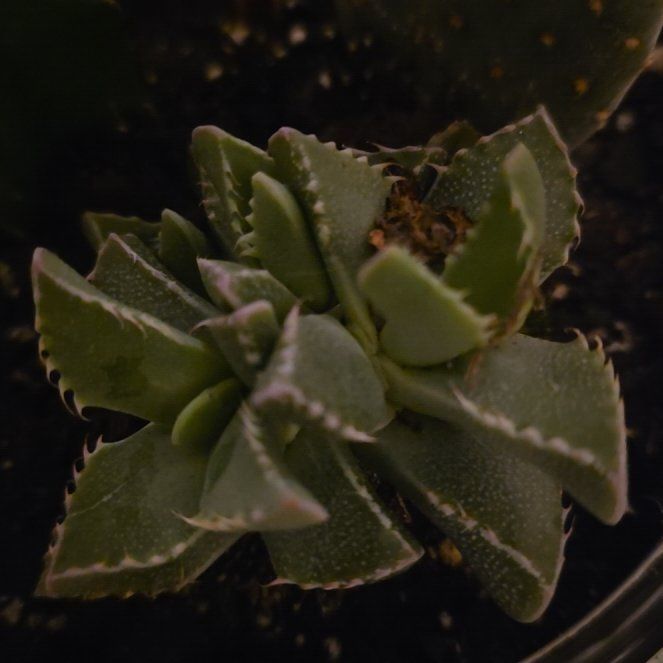 Photo of the plant species Varigated Tiger's Jaw by @TopOlivetree46 named Jaws on Greg, the plant care app