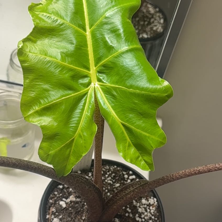 Photo of the plant species Golden Dragon by @IntenseBibi29 named Beyonce on Greg, the plant care app