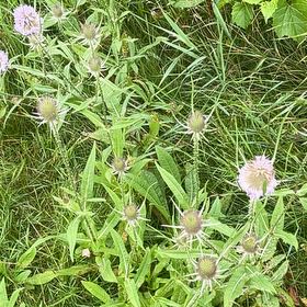 Photo of the plant species Common Teasel by @BigWeed67 named Kendall on Greg, the plant care app