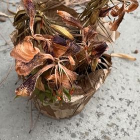 Photo of the plant species Humboldt's Lily by @ChicCentro46 named Oscar on Greg, the plant care app