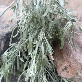 Photo of the plant species Sage Brush by @SingularKawaka named Surya on Greg, the plant care app