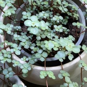 Photo of the plant species Woodland Stonecrop by @FamouslyBalsam2 named Lavender on Greg, the plant care app