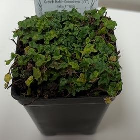 Photo of the plant species Mini Oakleaf Creeping Fig by @LustrousApple85 named Gaga on Greg, the plant care app