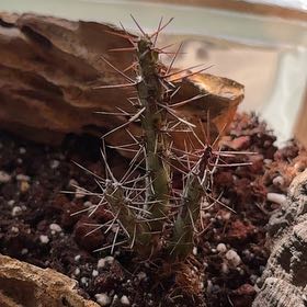 Photo of the plant species Miniature Saguaro by @LustrousApple85 named Rosa on Greg, the plant care app