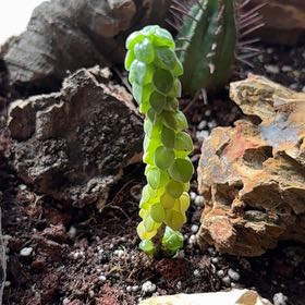 Photo of the plant species Columnar Peperomia by @LustrousApple85 named Austen on Greg, the plant care app