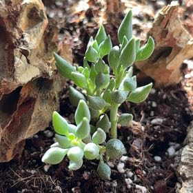 Photo of the plant species String of Tears by @LustrousApple85 named Planty on Greg, the plant care app