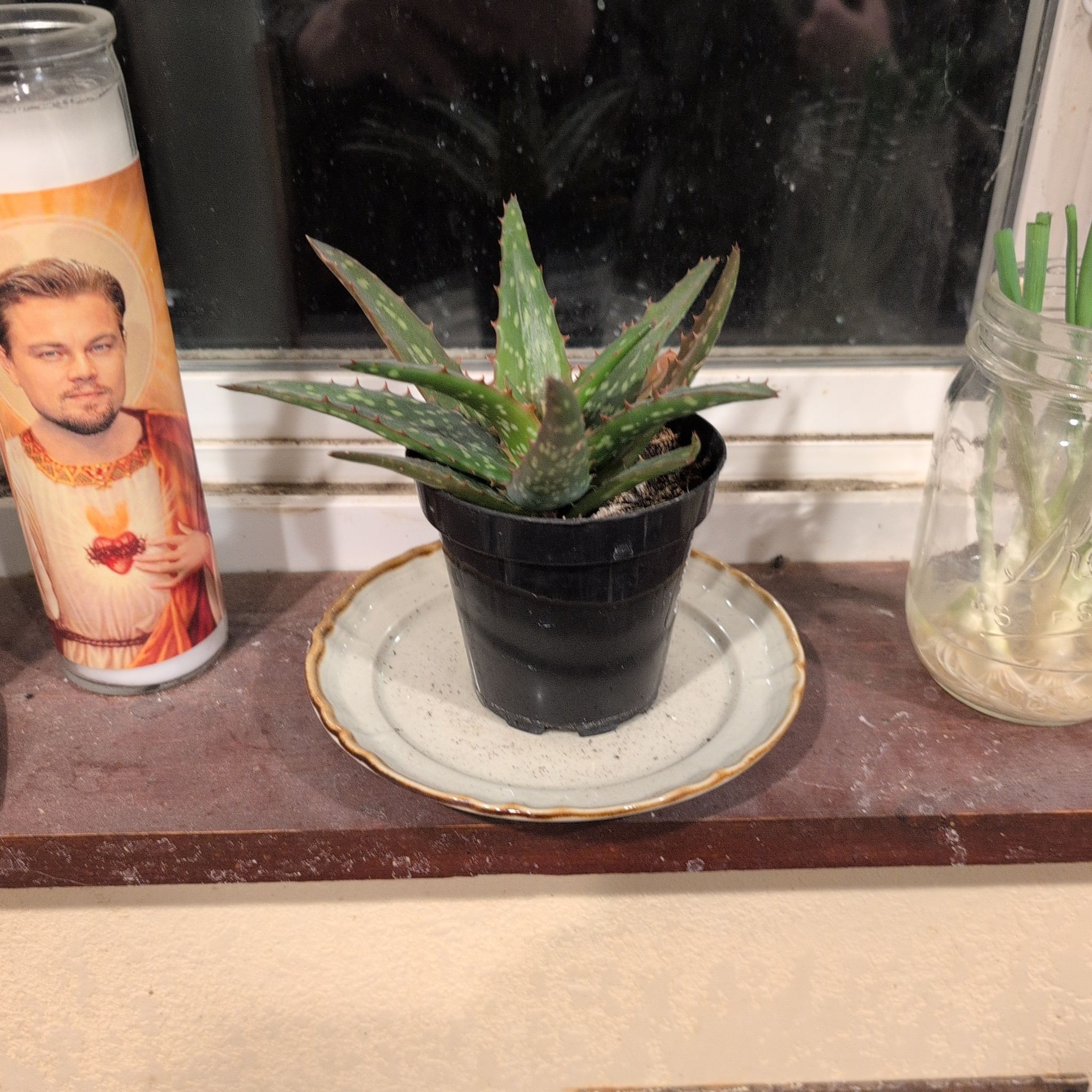 Photo of the plant species Aloe Night Sky by @DeanMira38 named Bigleef Smalls on Greg, the plant care app