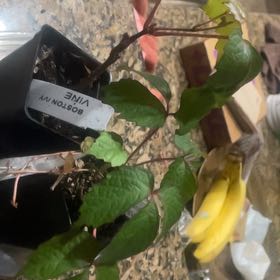 Photo of the plant species Japanese Creeper by @UniqueCatmint66 named Bella on Greg, the plant care app