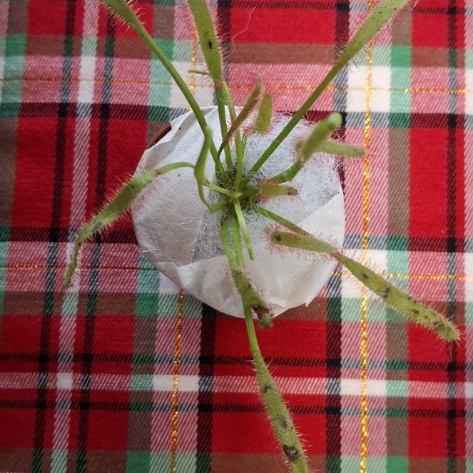 Photo of the plant species Buckhorn Plantain by @EpitomeKaramu51 named Sahara on Greg, the plant care app