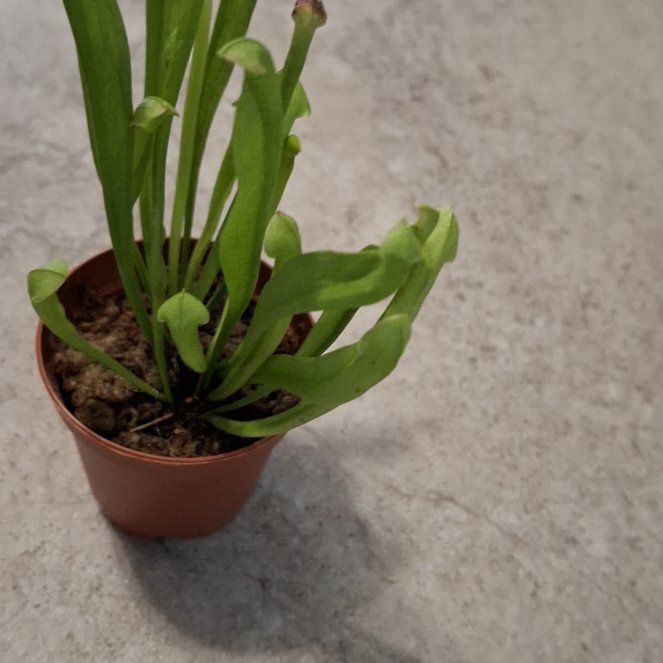 Photo of the plant species Trumpet Pitcher by @EpitomeKaramu51 named Kobe on Greg, the plant care app
