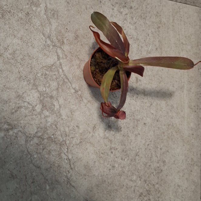 Photo of the plant species Nepenthes Mirabilis by @EpitomeKaramu51 named Tolkien on Greg, the plant care app