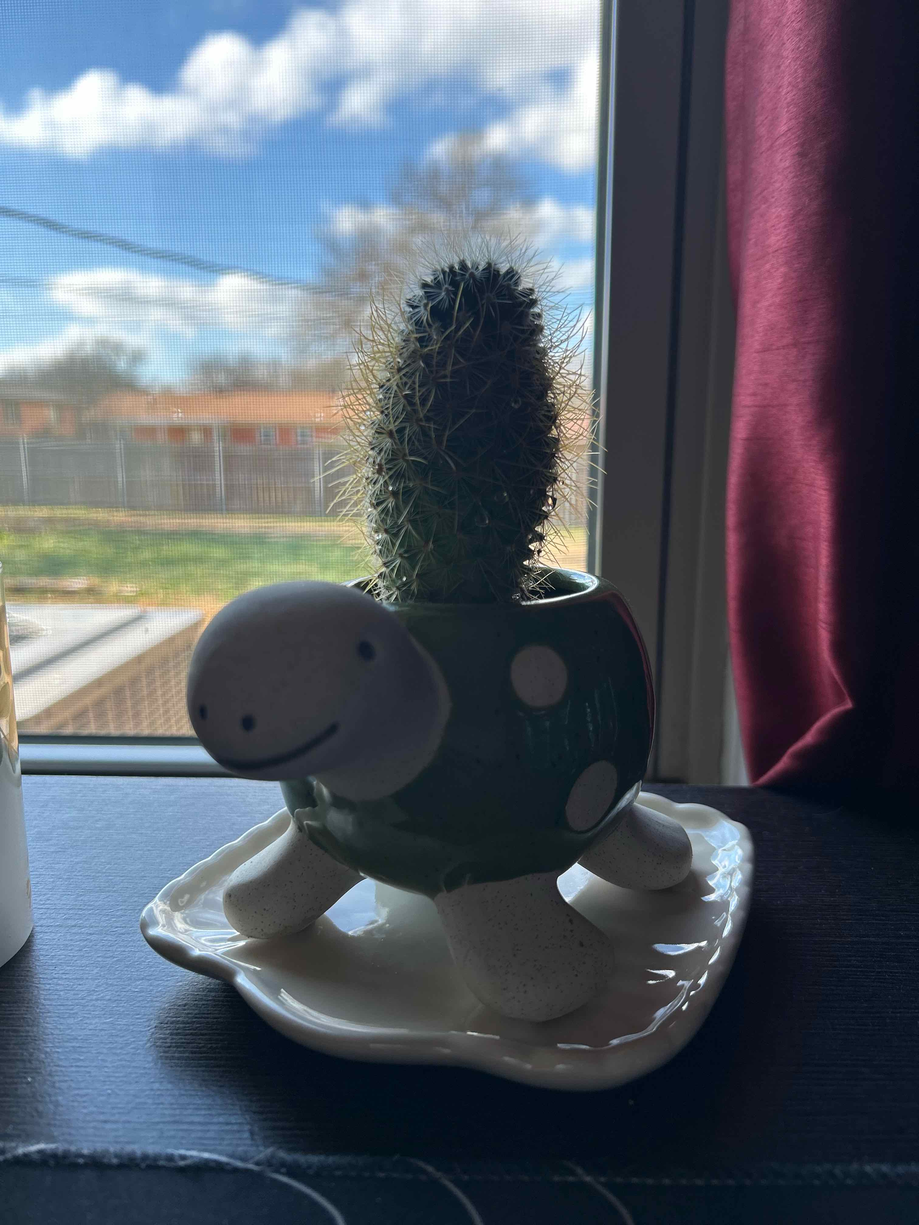 Photo of the plant species Lemon Ball by @EnhancedTreeivy named Plant on Greg, the plant care app