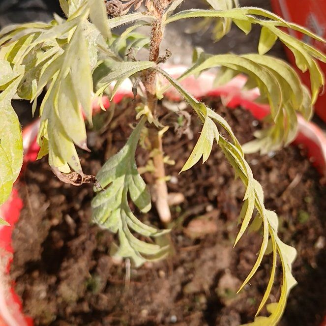 Photo of the plant species Silky Oak by @JocundStargilia named Kesha on Greg, the plant care app