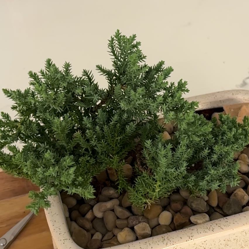 Photo of the plant species Japanese Juniper Bonsai by @YokeGreen88 named Forrest on Greg, the plant care app