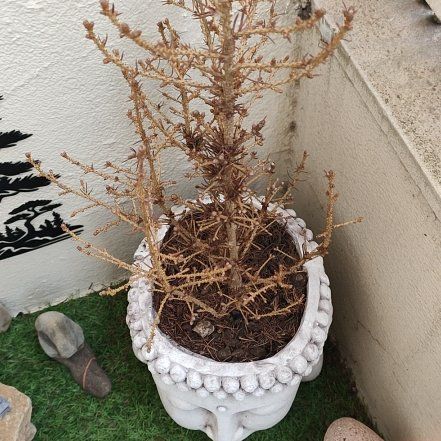 Photo of the plant species Pine Tree by @SoaringPapaya4 named Michelle Branch on Greg, the plant care app