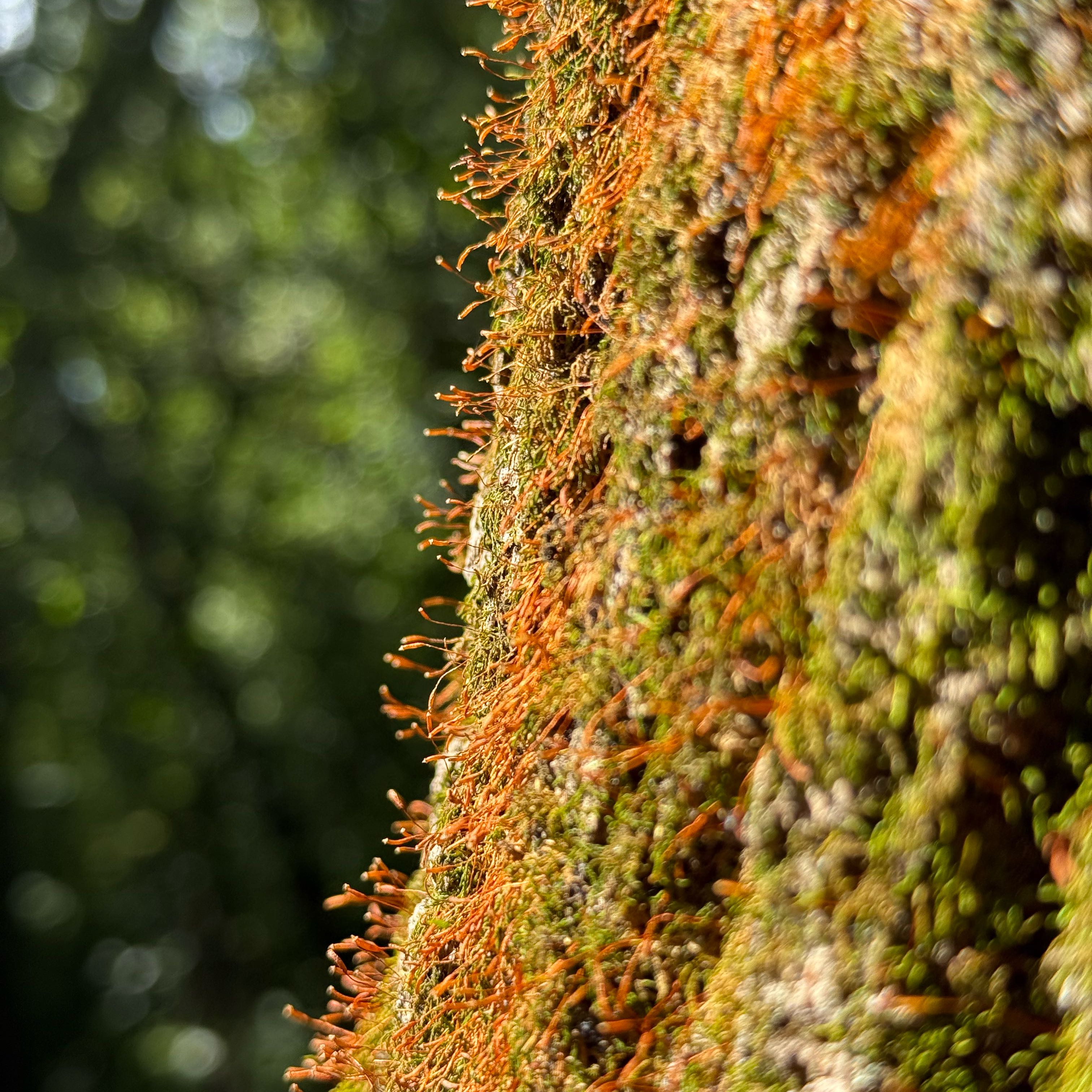 Photo of the plant species Cypress-Leaved Plait Moss by @BuffChaya22 named Austen on Greg, the plant care app