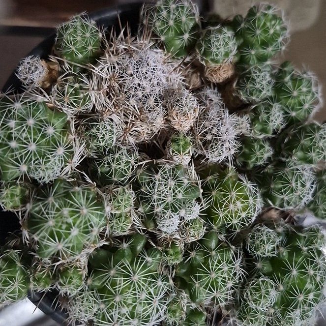 Photo of the plant species Pineapple Cactus by @FastDill99 named Kesha on Greg, the plant care app