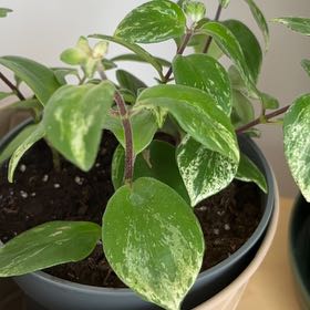 Photo of the plant species Lipstick Plant by @ExultantBaybean named Mona on Greg, the plant care app