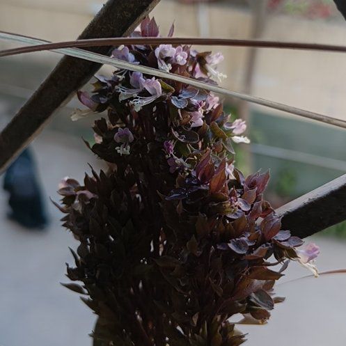 Photo of the plant species Cardinal Basil by @GardenCat43 named Sigmund on Greg, the plant care app