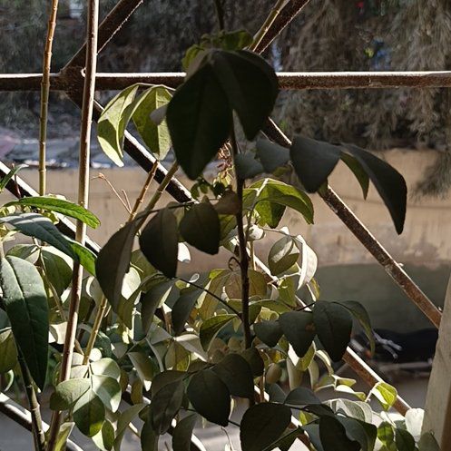 Photo of the plant species Orange Jasmine by @GardenCat43 named Treeyoncé on Greg, the plant care app