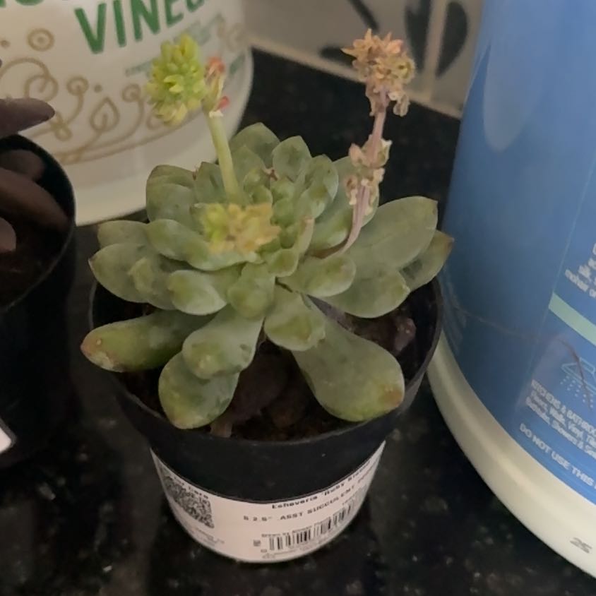 Photo of the plant species Echeveria 'Ruby Kissed' by @ProWoreya79 named Flora on Greg, the plant care app