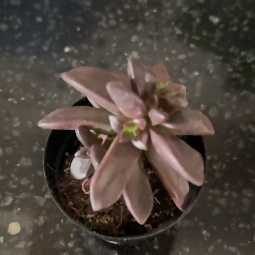 Photo of the plant species Echeveria compressicaulis by @ProWoreya79 named Ghost on Greg, the plant care app