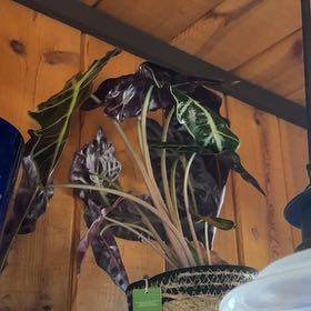 Photo of the plant species Alocasoia Amazonica 'Polly' by @Frickinmac named Cassi on Greg, the plant care app