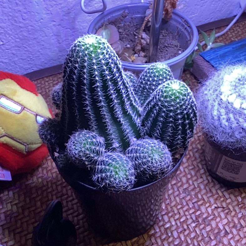 Photo of the plant species Comet Cactus by @WinAnise85 named Homer on Greg, the plant care app
