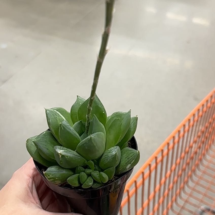 Photo of the plant species Variegated Haworthia cuspidata by @JauntyRimu75 named Lebron on Greg, the plant care app