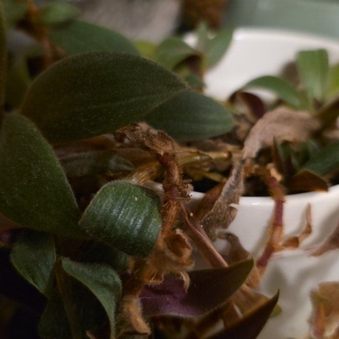 Photo of the plant species Baby Bunny Bellies Variegated by @BuffSuncup65 named Marley on Greg, the plant care app