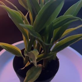 Photo of the plant species Dracerna Golden heart by @TrustfulTutu37 named Miley on Greg, the plant care app