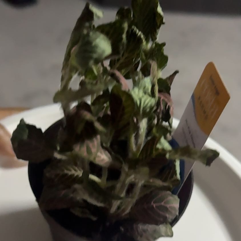 Photo of the plant species Fittonia Pink by @TrustfulTutu37 named Hemingway on Greg, the plant care app