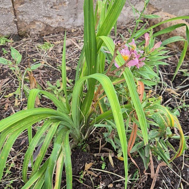 Photo of the plant species Pinepink by @JesterDandelion named Kylie on Greg, the plant care app