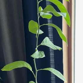Photo of the plant species Lemon Tree by @FreePalepuma60 named Bella on Greg, the plant care app