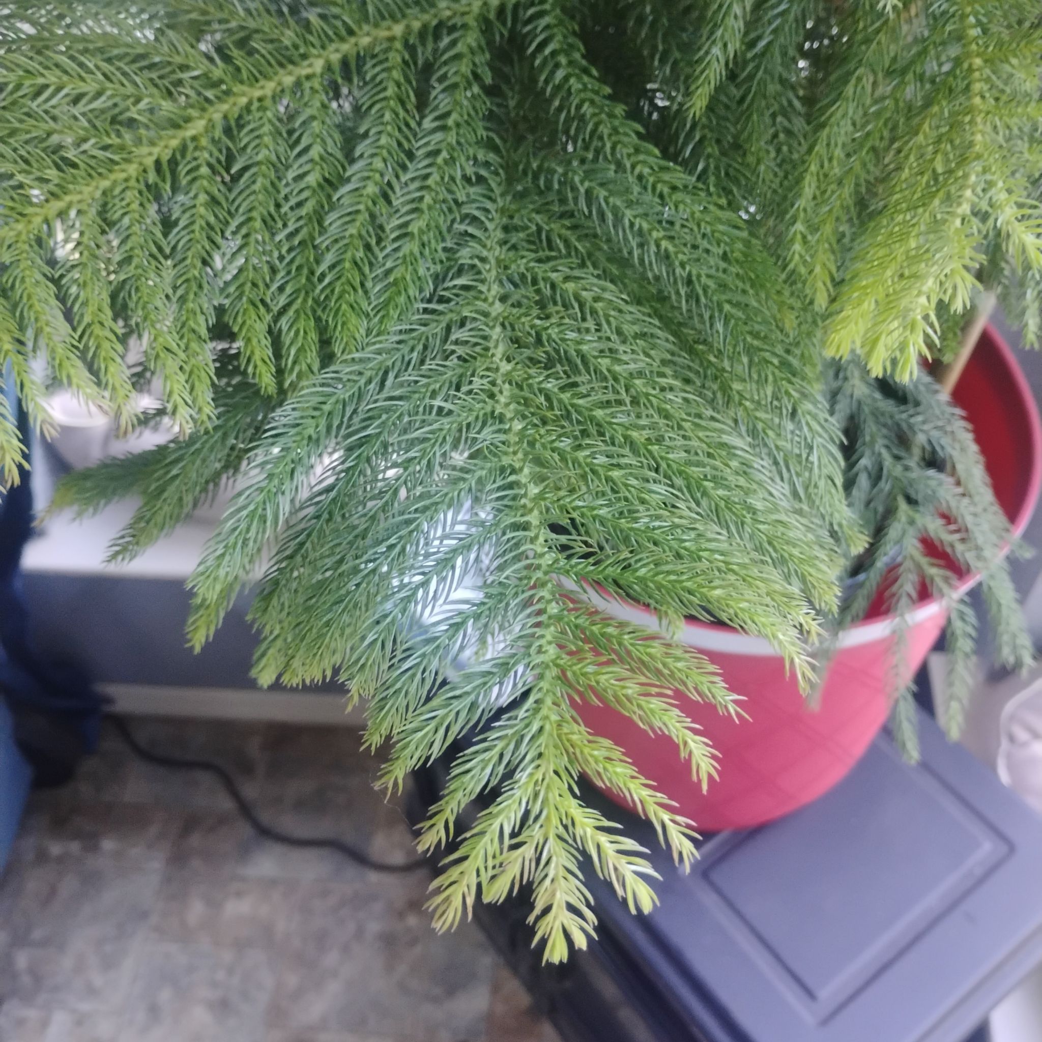 Photo of the plant species Fernleaf Yarrow by @ExpertMaypop74 named Fern on Greg, the plant care app