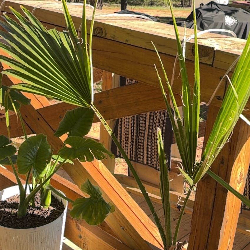 Photo of the plant species Mexican Fan Palm by @ReallyCowbane42 named Morgan Treeman on Greg, the plant care app