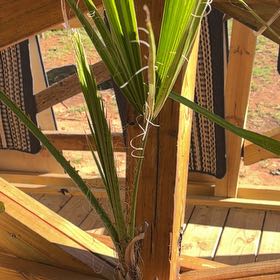 Photo of the plant species Mexican Fan Palm by @ReallyCowbane42 named Navajo on Greg, the plant care app