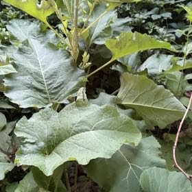 Photo of the plant species Great Burdock by @SugarHoya24 named Spike Leaves on Greg, the plant care app