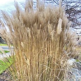 Photo of the plant species Maiden Grass by @TopSaguaro9 named Delilah on Greg, the plant care app