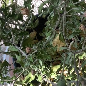 Photo of the plant species Golden Crownbeard by @OfficialMira83 named Maya on Greg, the plant care app