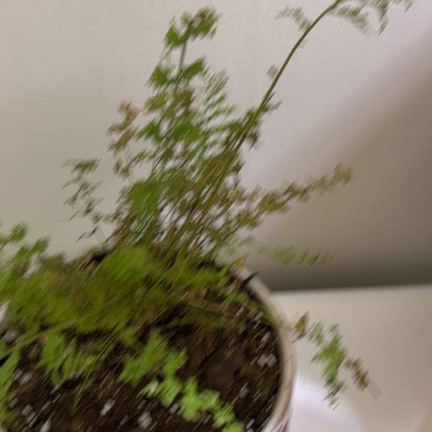 Photo of the plant species Brittle Bladder-Fern by @GrownFittonia85 named Mando on Greg, the plant care app