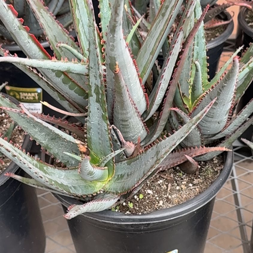 Photo of the plant species Aloe divaricata 'Diablo' by @ElatedCorrea84 named Muhammad Ali on Greg, the plant care app